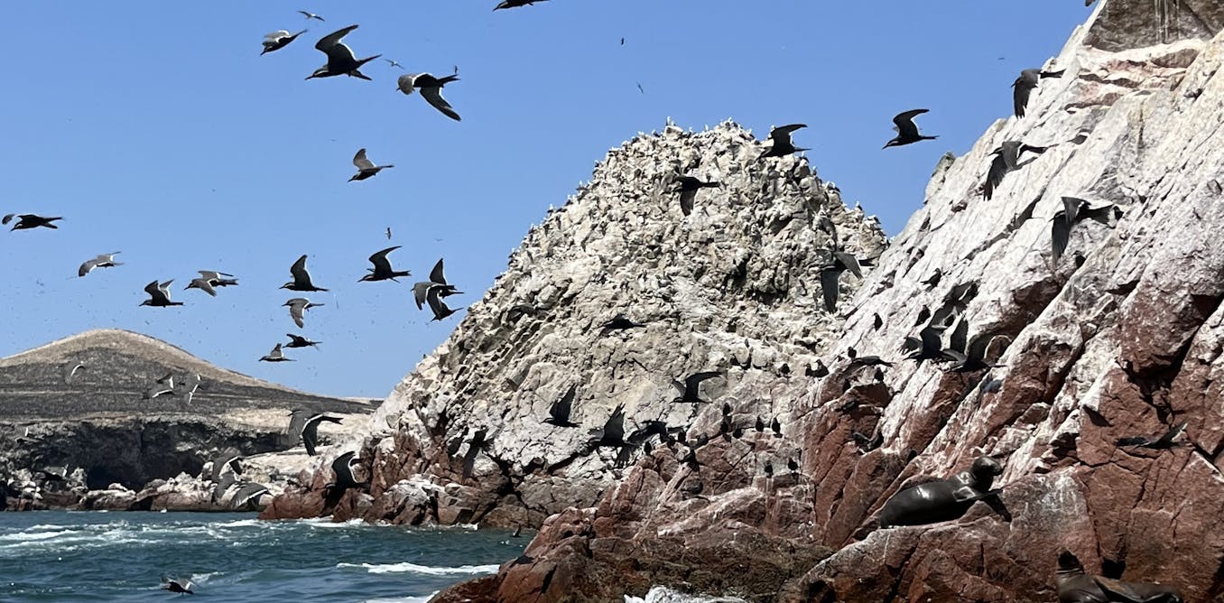 How bird poo fuelled the rise of Peru’s powerful Chincha Kingdom