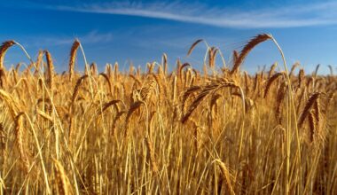 Intense heatwaves directly threaten crops and native species. Here’s what we can do