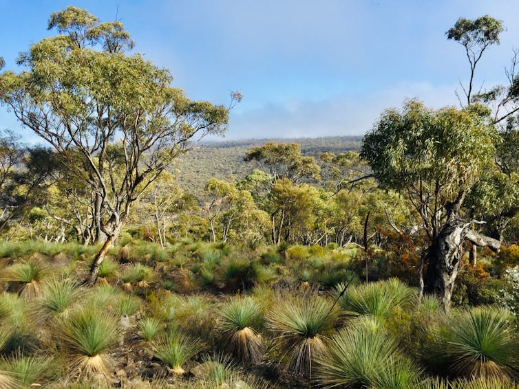 Australian bush landscape, trees and grass trees in foreground.
