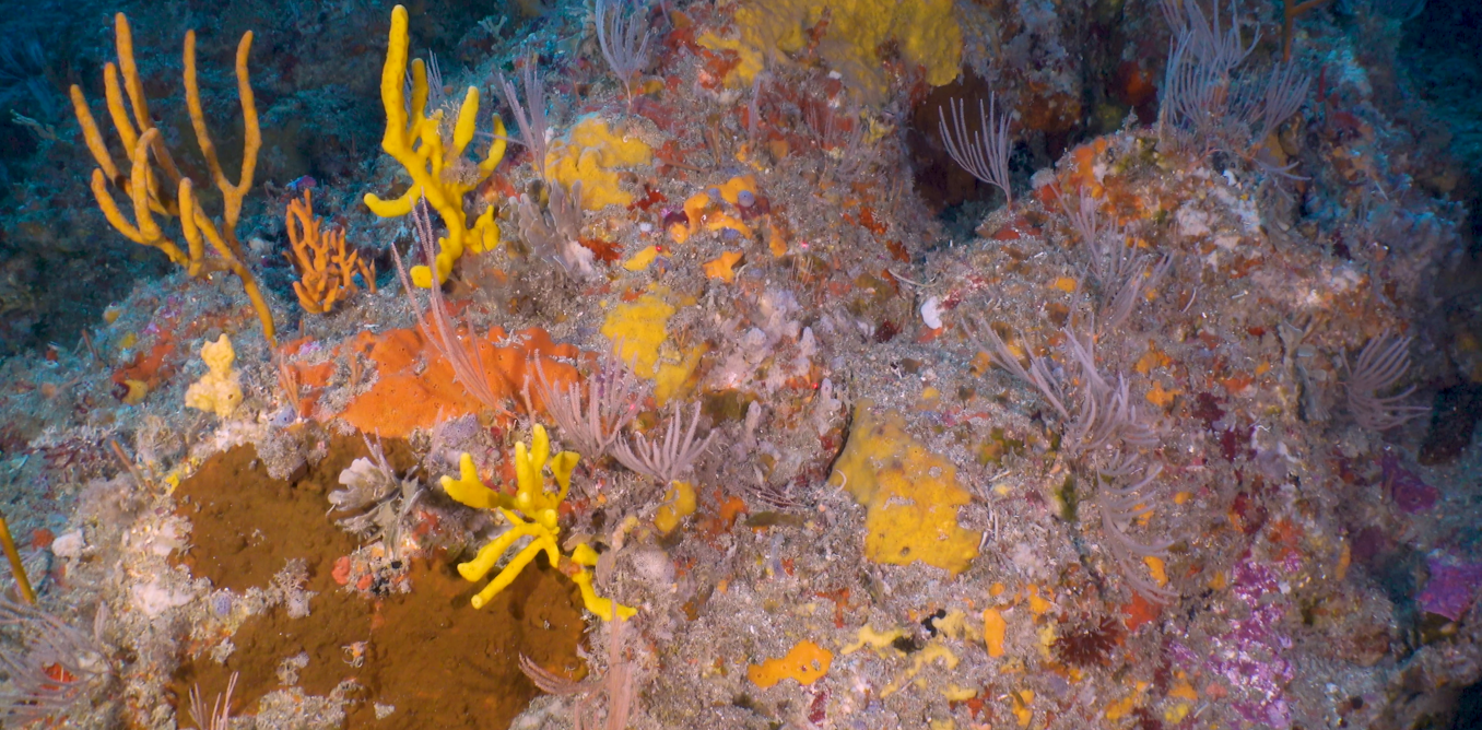 Deeper ocean ecosystems are unique – and uniquely vulnerable without better protection