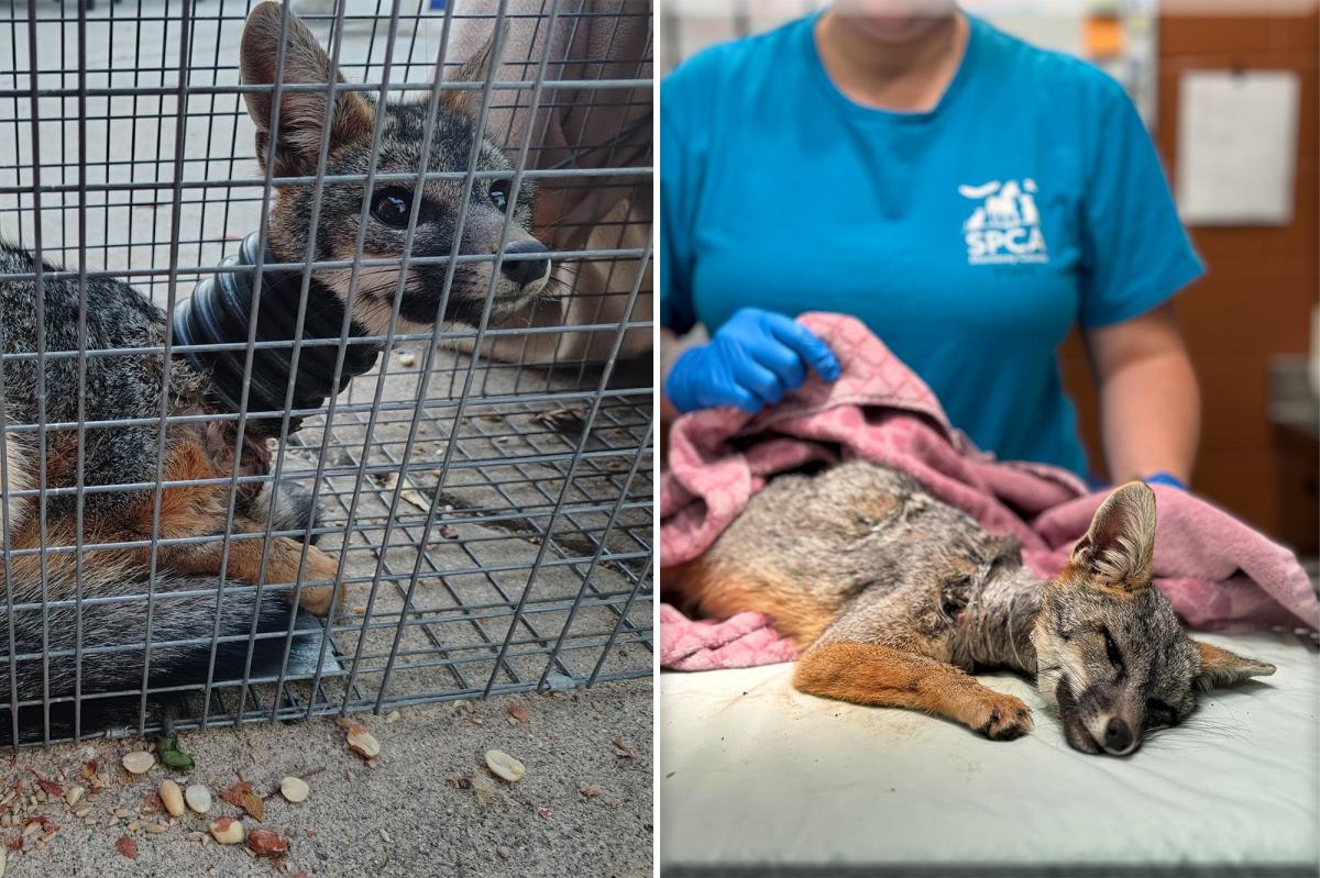 Neighbors rescue fox trapped with plastic pipe stuck around its neck