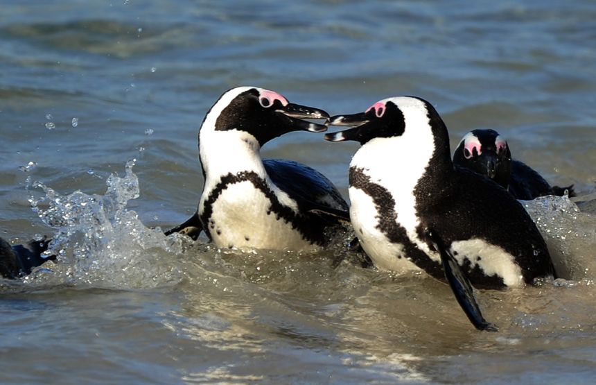 Over the past decade, SANCCOB has released an average of 81% of the African penguins in its care back into the wild.