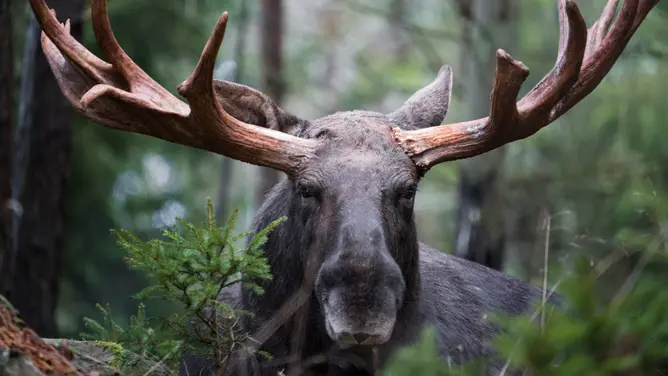 Moose (Credit: Getty Images Creatives)