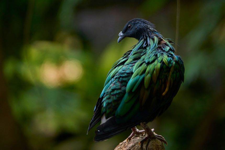 A Nicobar pigeon at Beauval Zoo, in Saint Aignan. The bird is the closese living relative of the dodo, and is integral to Colossal Bioscience's efforts to reengineer the extinct flightless bird.