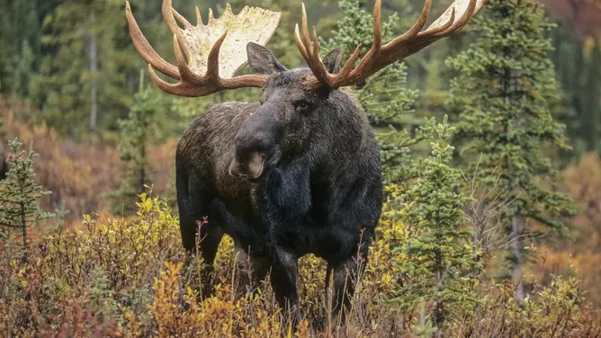 Moose (Credit: Getty Images Creatives) 