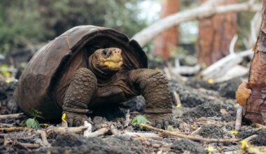 Fernandina Island giant tortoise rediscovered alive in the Galápagos after being declared extinct