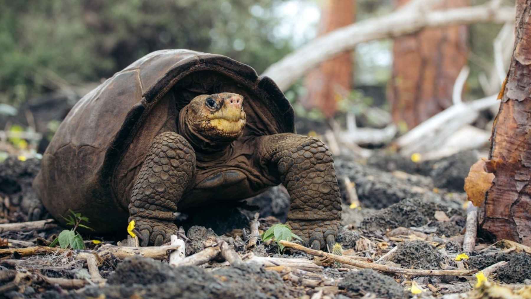 Fernandina Island giant tortoise rediscovered alive in the Galápagos after being declared extinct