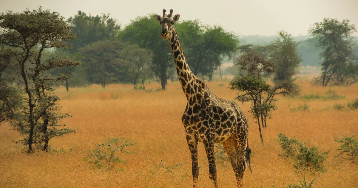 Viral Video Shows How Giraffes Can’t Seek Shelter During Storms