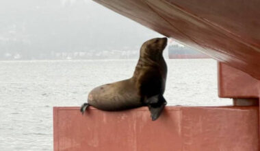 A seal strikes a pose on the rudder of a giant grain ship at anchor in Vancouver