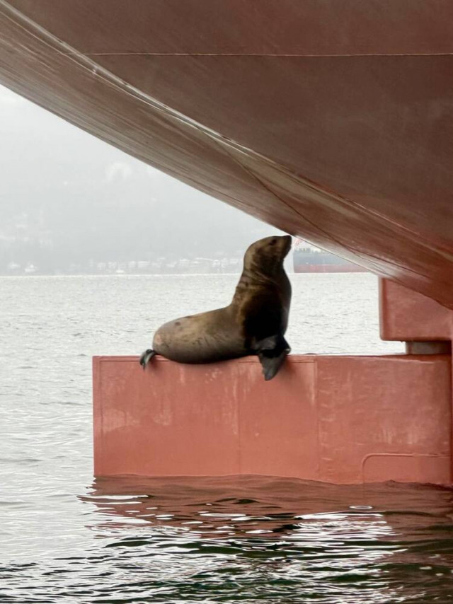 A seal strikes a pose on the rudder of a giant grain ship at anchor in Vancouver