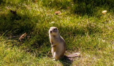 A Richardson's ground squirrel, commonly referred to as a gopher, standing next to a burrow in a grassy field.