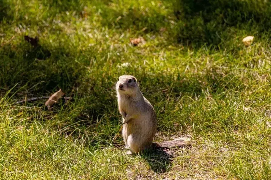 A Richardson's ground squirrel, commonly referred to as a gopher, standing next to a burrow in a grassy field.