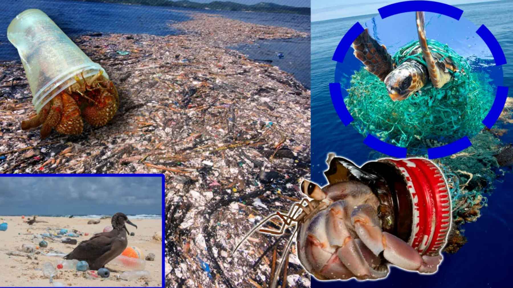 Collage showing plastic pollution in the ocean, including a sea turtle entangled in fishing net and hermit crabs using plastic as shelter