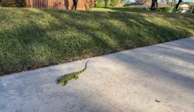 Video: Florida Iguanas tumble from trees in cold weather - The Globe and Mail