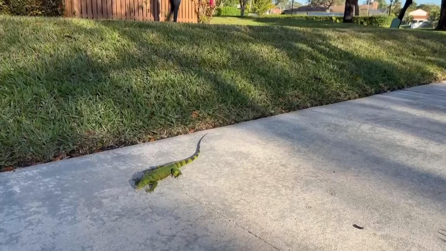 Video: Florida Iguanas tumble from trees in cold weather - The Globe and Mail