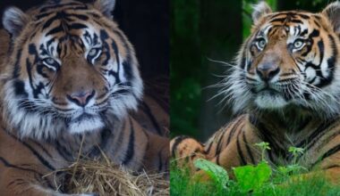 Toronto Zoo euthanizes 17-year-old Sumatran tiger Hari – CP24