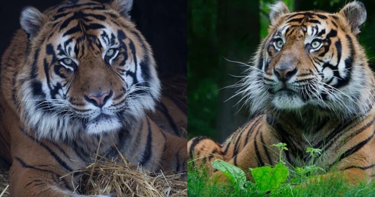 Toronto Zoo euthanizes 17-year-old Sumatran tiger Hari – CP24