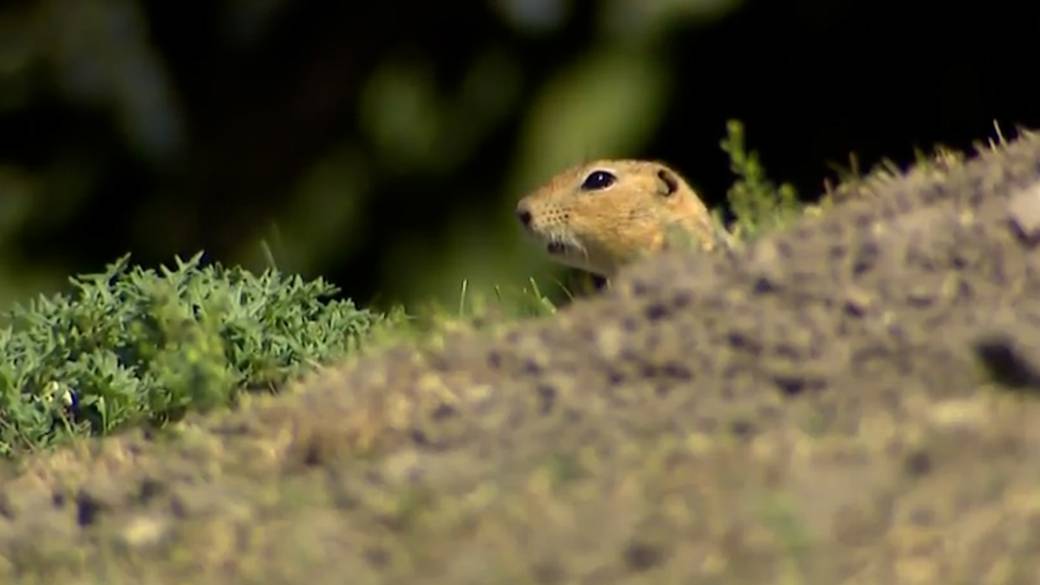 Click to play video: 'Ground squirrels causing crisis on Prairie farms'