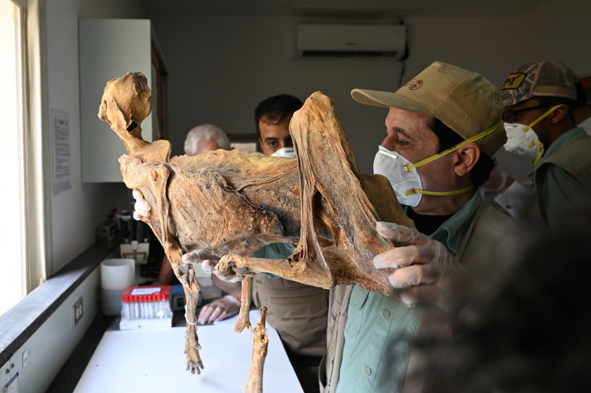 Researchers examine a mummified cheetah.