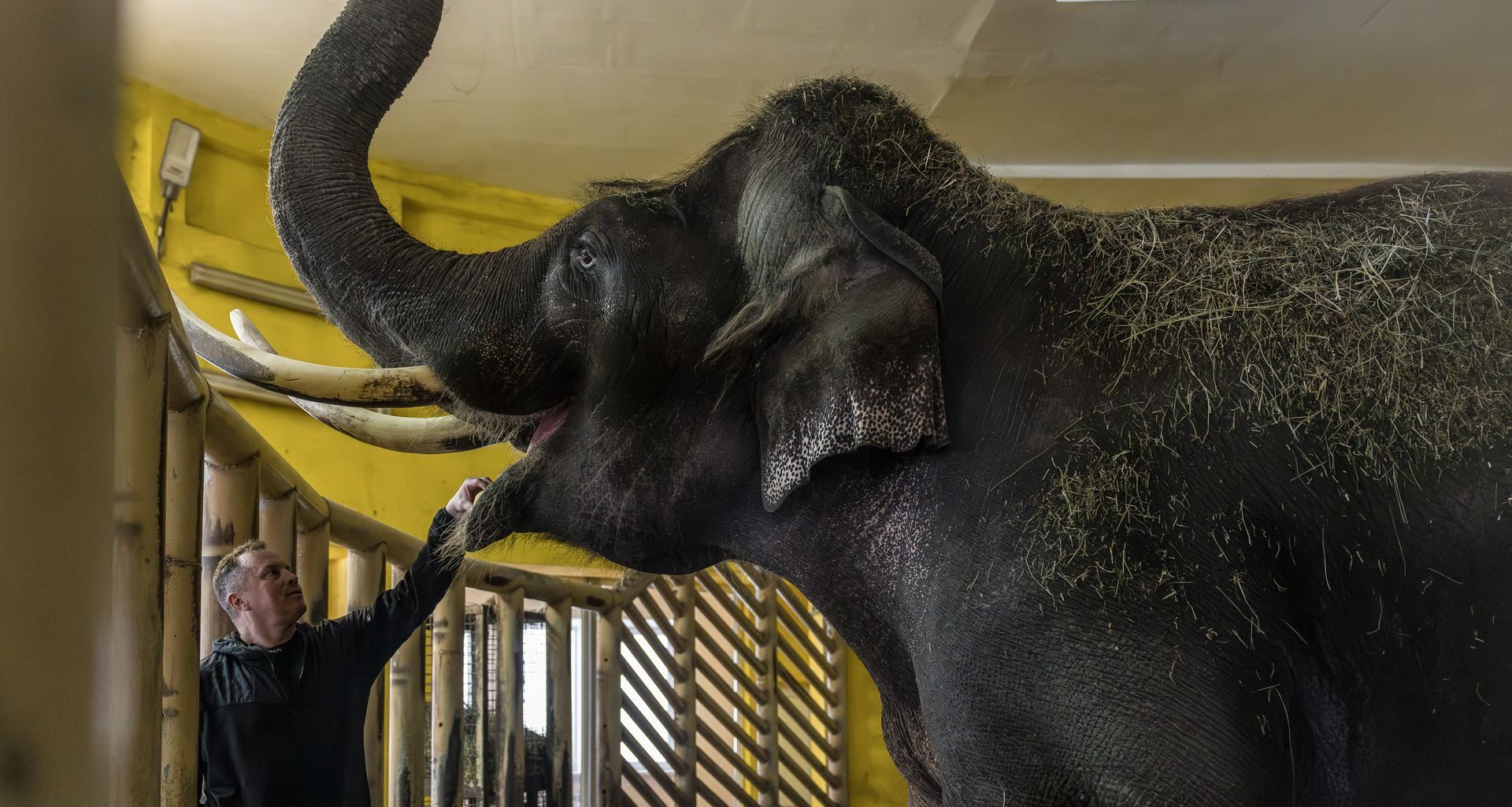 Zoo workers walk with Hutsul horses at the Kyiv Zoo in Kyiv, Ukraine, on Jan. 27, 2026.