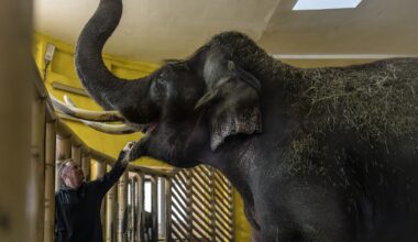 Zoo workers walk with Hutsul horses at the Kyiv Zoo in Kyiv, Ukraine, on Jan. 27, 2026.