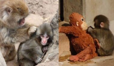 Viral monkey Punch finally finds his pack at Ichikawa Zoo