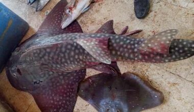 Critically endangered bowhead guitarfish caught in Gwadar East Bay