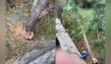 Leaside residents accuse developer of cutting down trees in the middle of the night