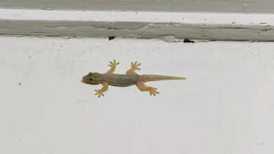 Why do lizards enter homes when summer and weather changes begin