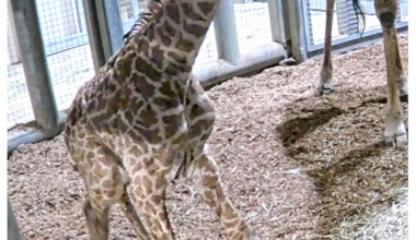 Toronto Zoo celebrates birth of endangered Masai giraffe calf