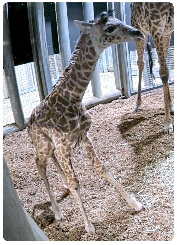 Toronto Zoo celebrates birth of endangered Masai giraffe calf