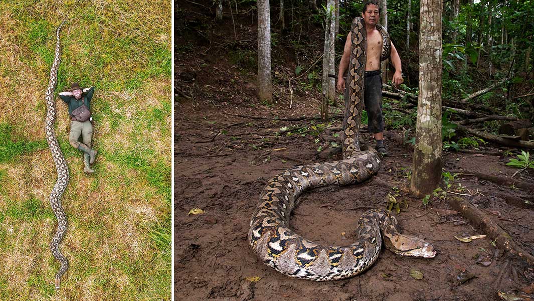 man-lying-next-to-longest-measured-wild-snake-and-local-conservationist-holding-snakes-tail
