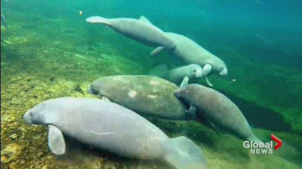 Click to play video: 'Florida group racing to save manatees as deaths rise at alarming rate'