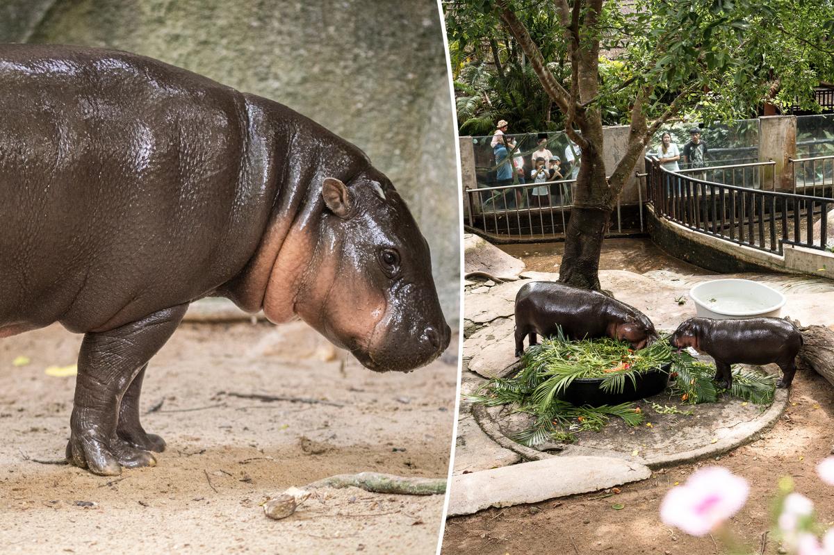 Moo Deng fans concerned over pygmy hippo’s living conditions