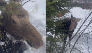 Video shows snowmobilers rescuing moose buried in snow off New Hampshire trail