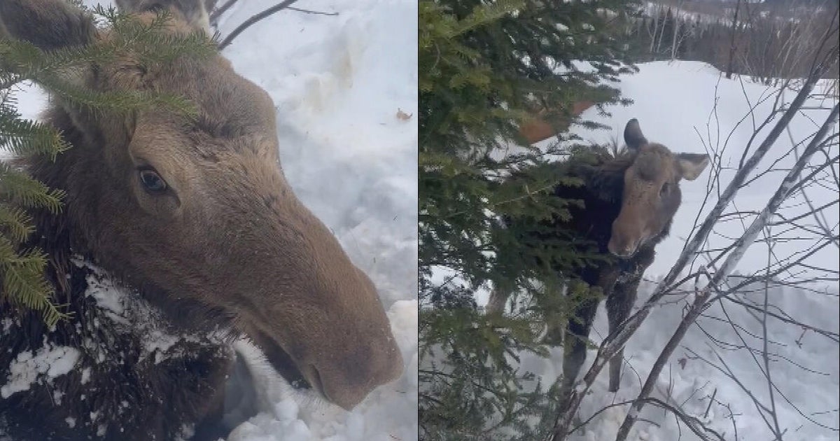 Video shows snowmobilers rescuing moose buried in snow off New Hampshire trail