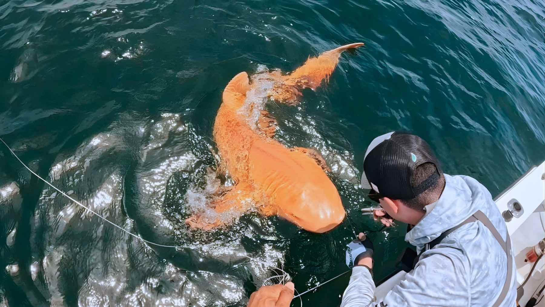 A bright orange nurse shark alongside a fishing boat off Costa Rica, documented as a rare pigment case linked to xanthism and possible albinism.