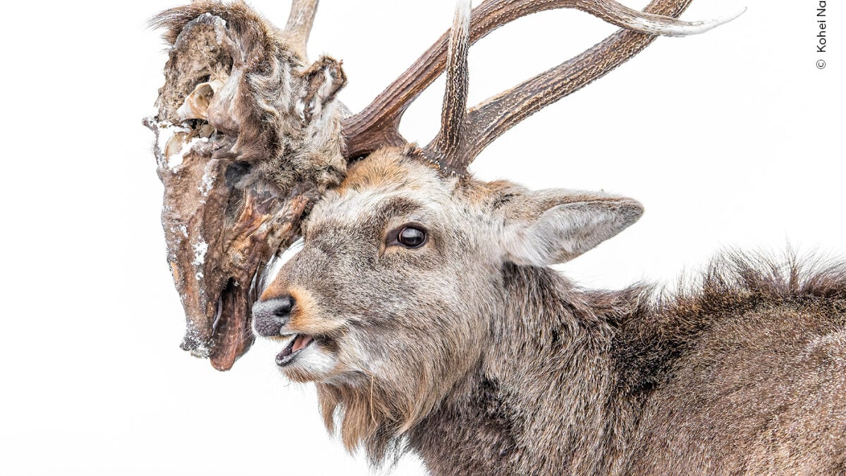 You Won’t Believe What’s Stuck in This Deer’s Antlers—and It’s a 2026 People's Choice Finalist