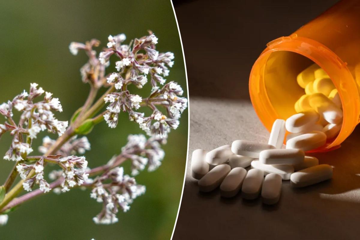 Plant called 'nature's Valium' can help with anxiety, stress, insomnia