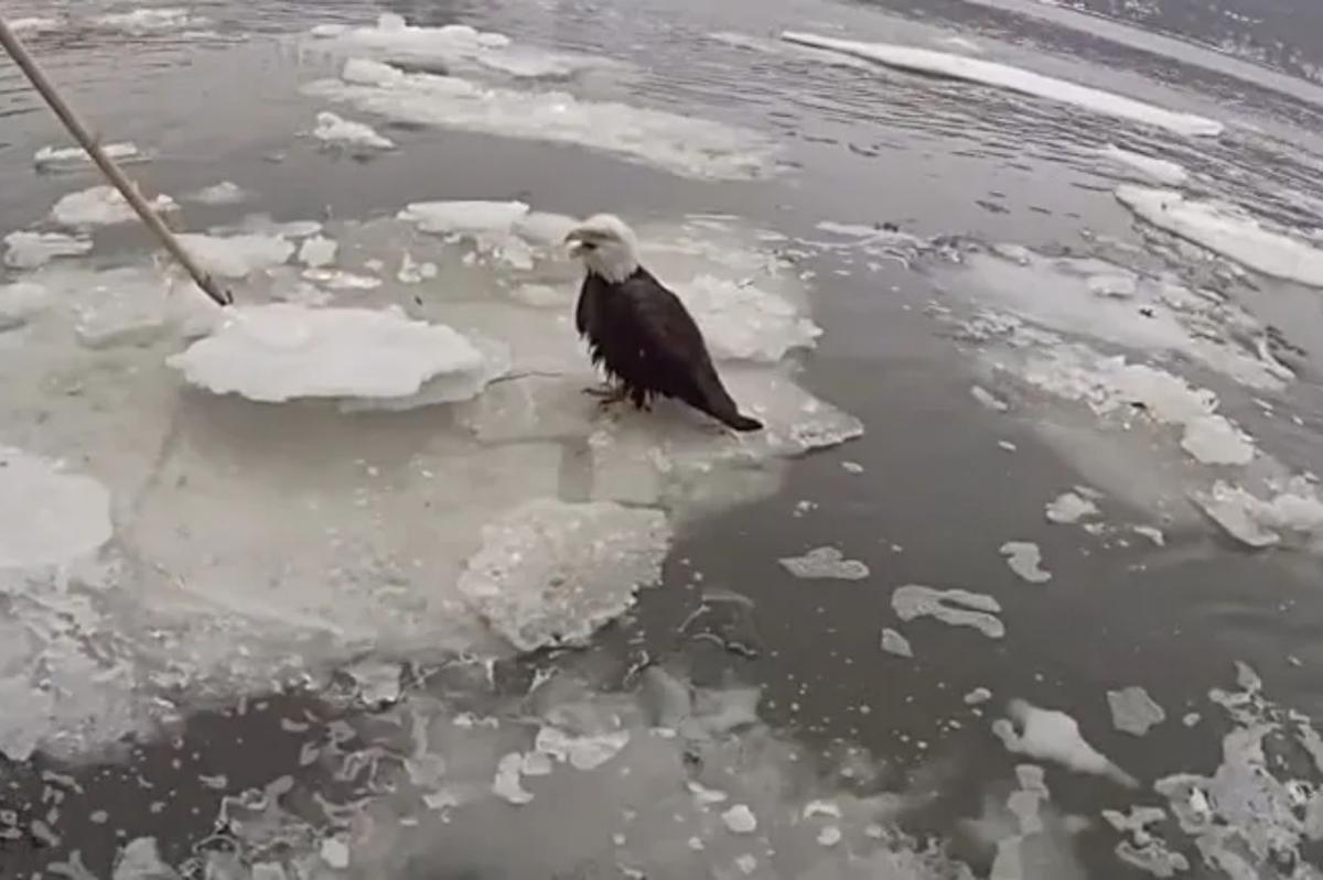 NYPD rescues bloodied bald eagle floating on icy Hudson River: video