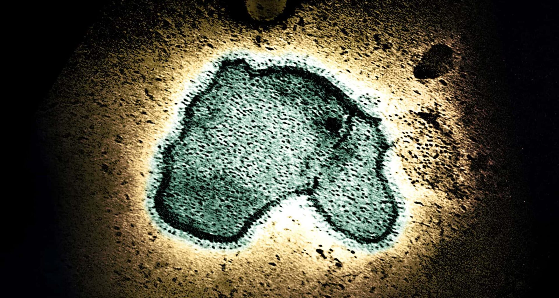 Infant Immune Response Differs Between RSV and SARS-CoV-2