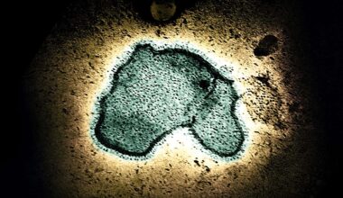 Infant Immune Response Differs Between RSV and SARS-CoV-2