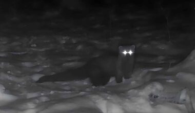Black-and-white trail camera image of a fisher walking through snow at night in a Cleveland-area forest.