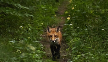 Ottawa science cuts threaten Canada’s ability to confront climate crises after hottest year on record