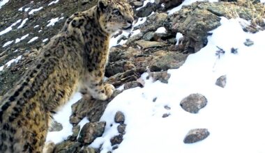 In search of the elusive snow leopard in Uzbekistan