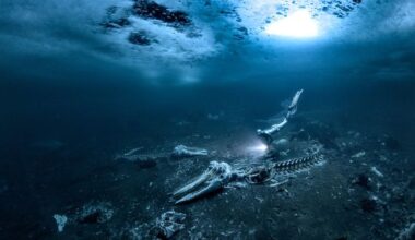 The whale graveyards that transform the deep sea