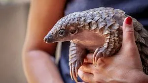 Zimbabwe strengthens pangolin protection during World Pangolin Month 2026