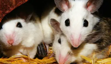 5 pests to look out for in and around your home this spring in Ontario