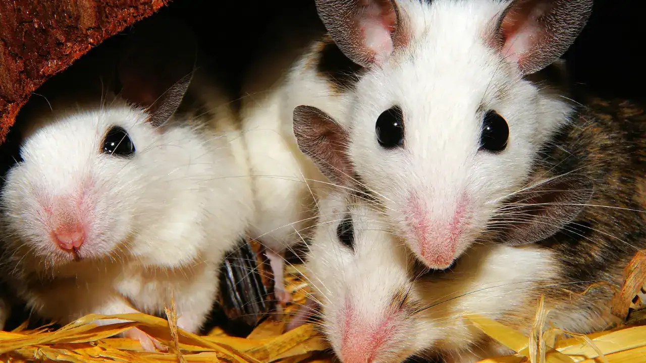 5 pests to look out for in and around your home this spring in Ontario