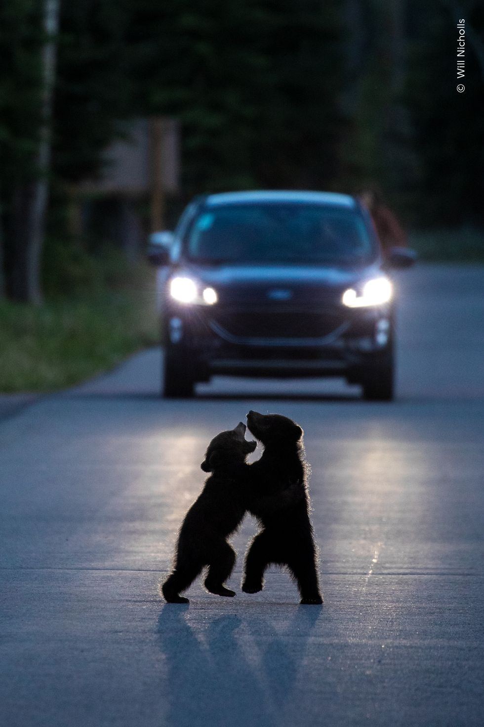 Polar bear cubs stand up and play fight on a road, silhouetted by an oncoming car's headlights